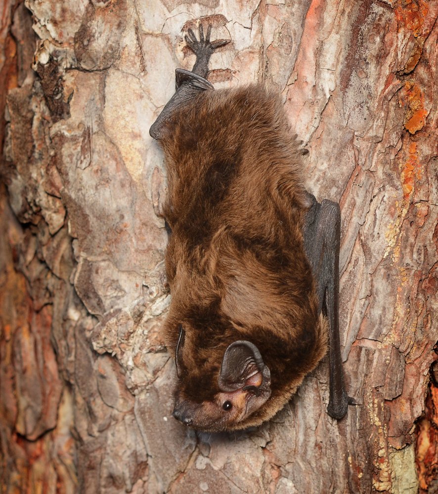 Photograph by Михаил Колтухов