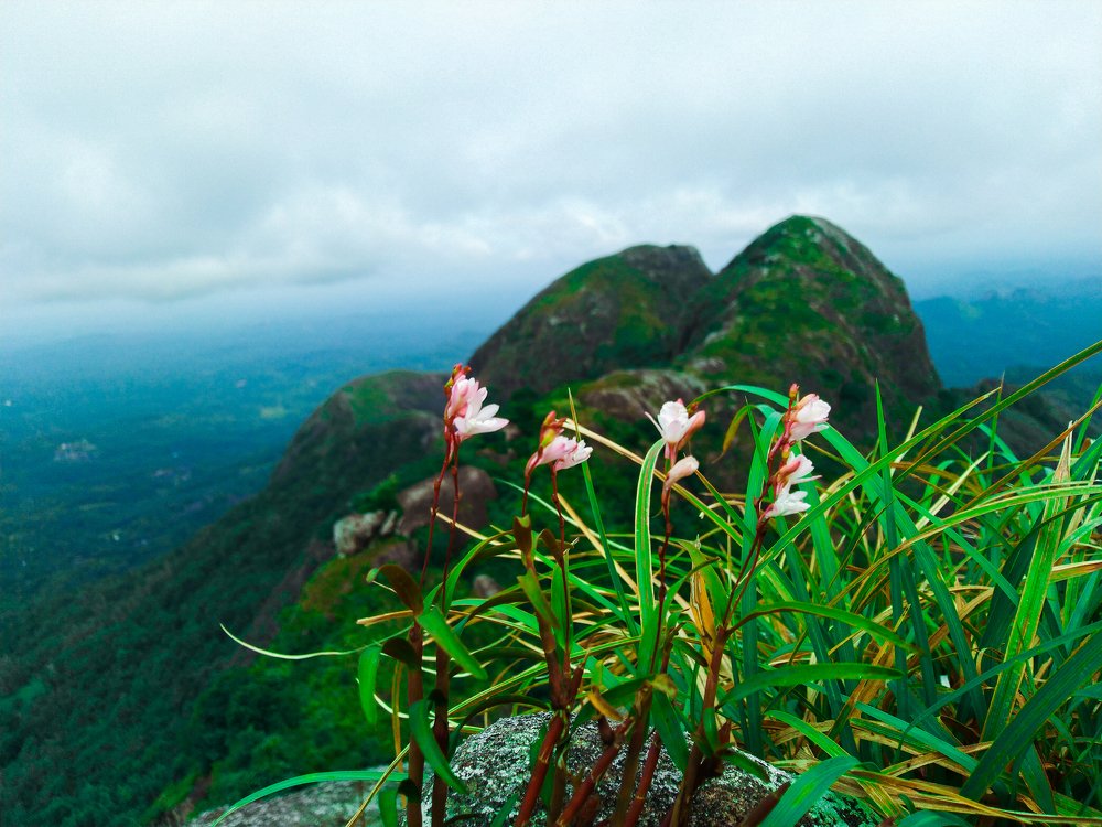 Photograph by Harisankar B