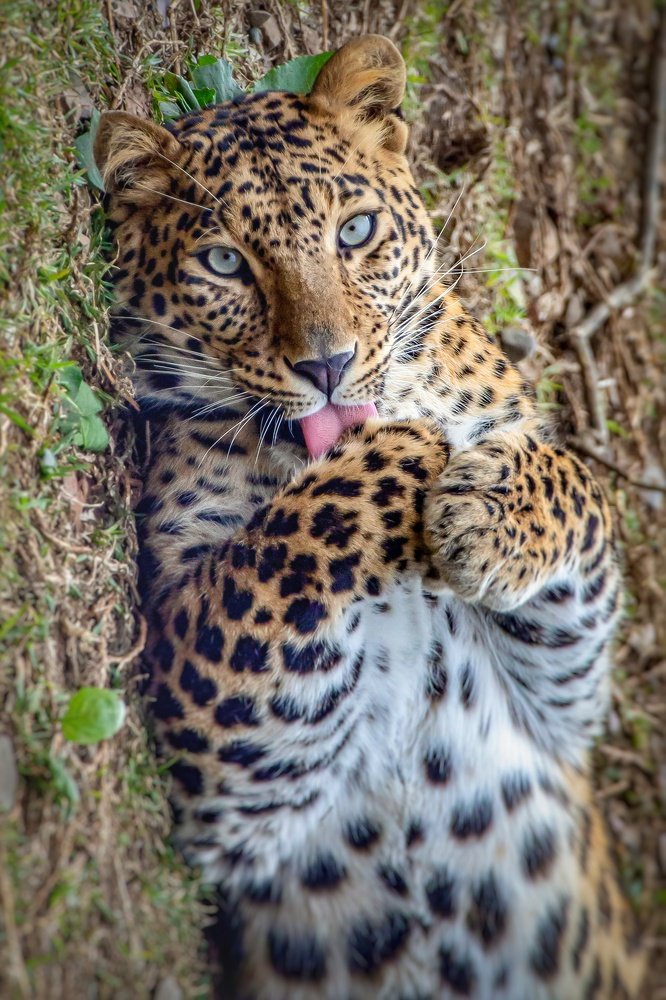 Фотография автора Ashir Kumar