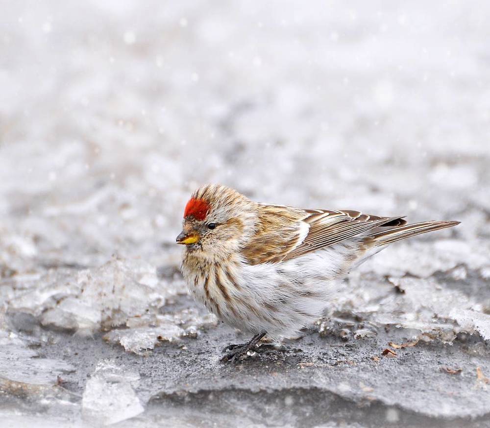 Photograph by Полина Сибряй