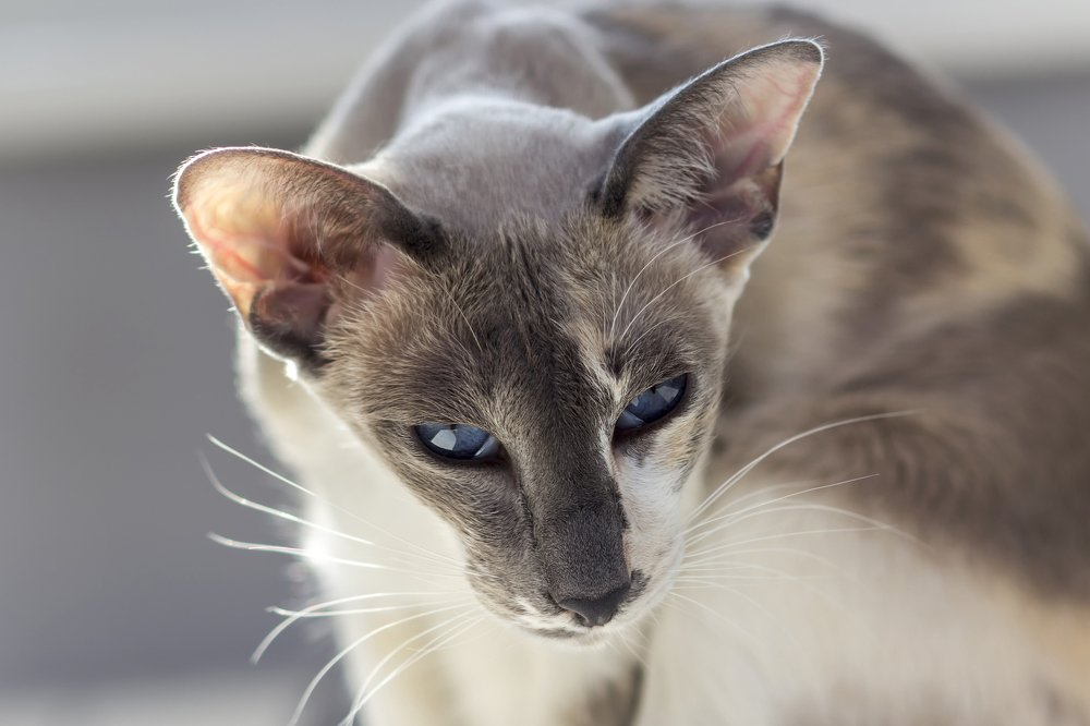 ориентальная кошка