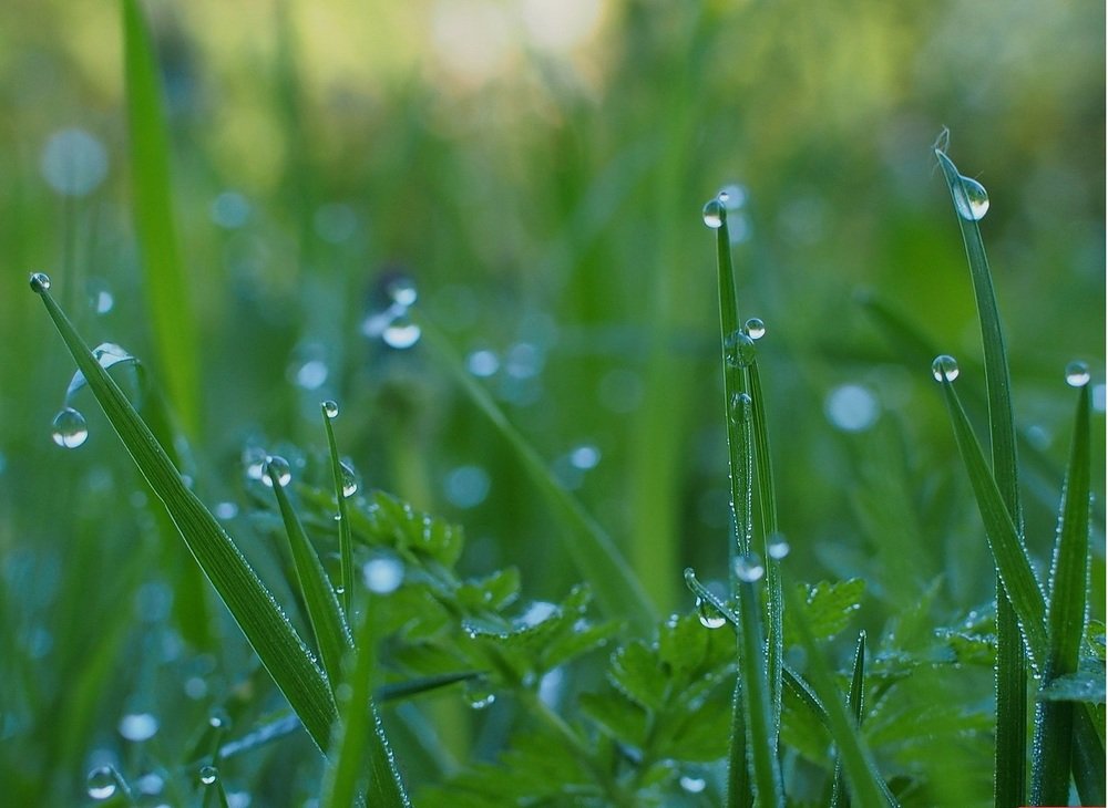 Травы росные