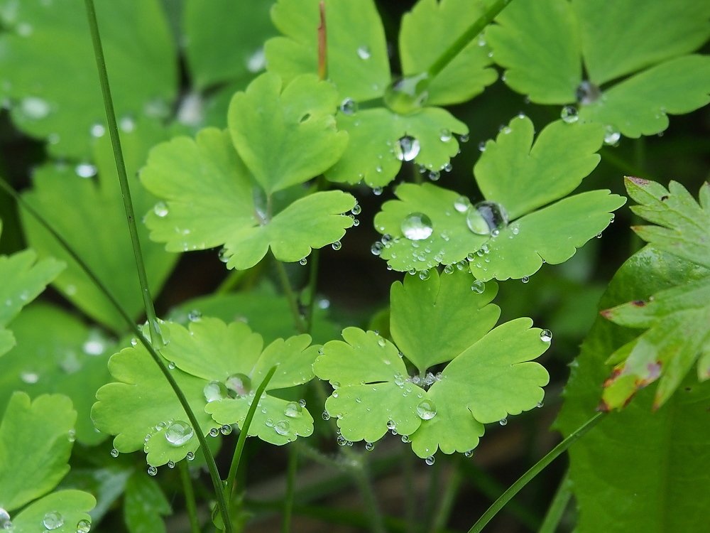 После дождя