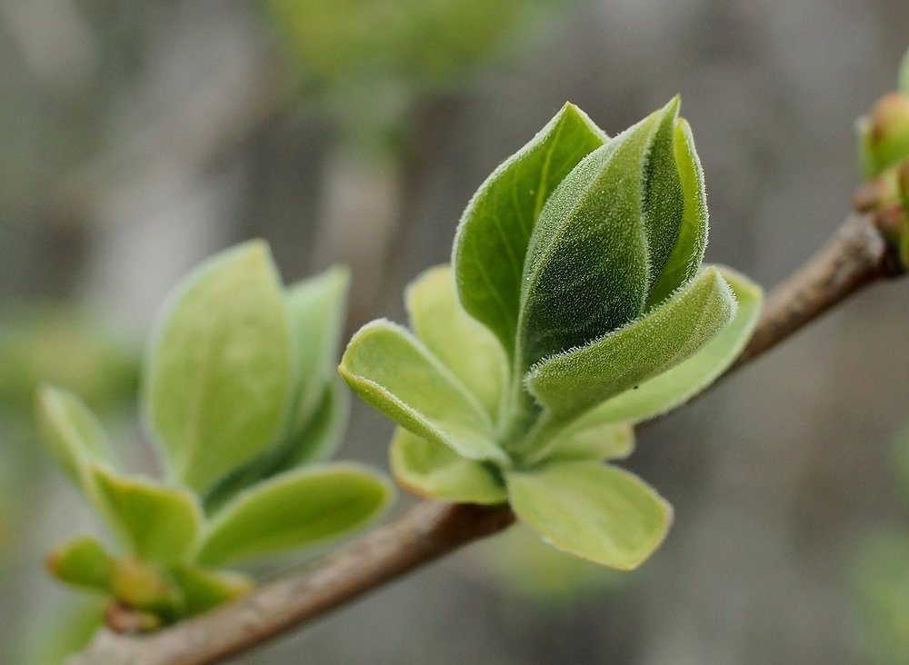 Нежная весна