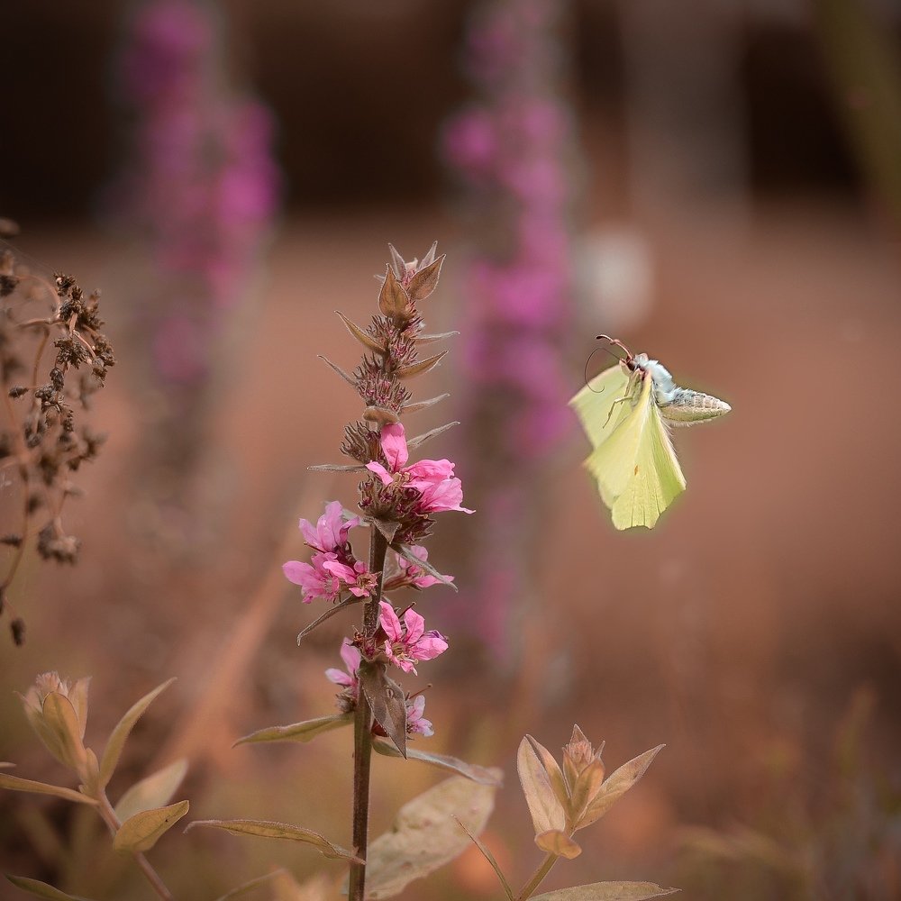 Фотография автора Anna NovaLova