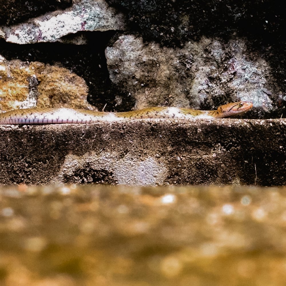 Photograph by Harisankar B