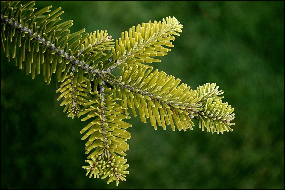 Photograph by Bocse Angela - Codrina