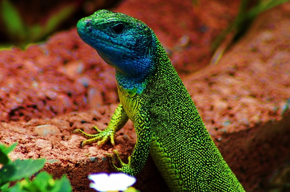 Photograph by Bocse Angela - Codrina