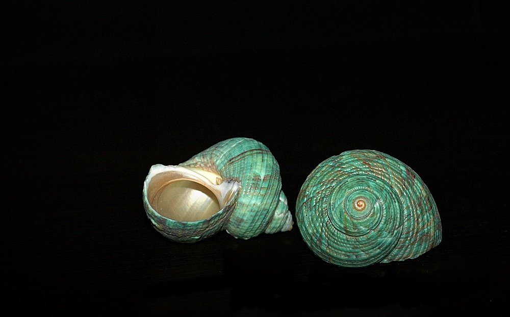 Photograph by Bocse Angela - Codrina