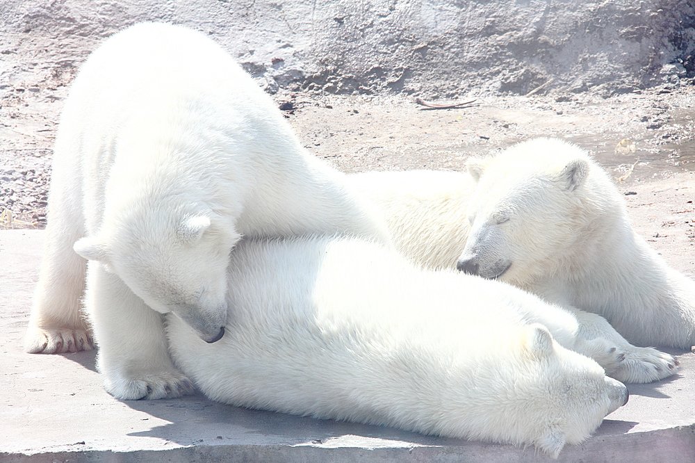 Северные мишки...