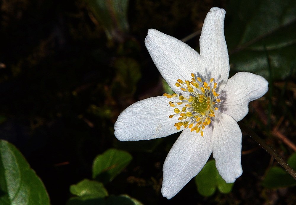 Photograph by Bocse Angela - Codrina