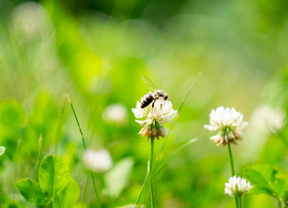 Bee on a clover.