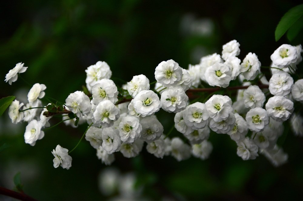 Photograph by Bocse Angela - Codrina