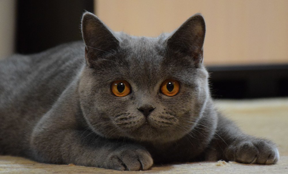 сосредоточенность