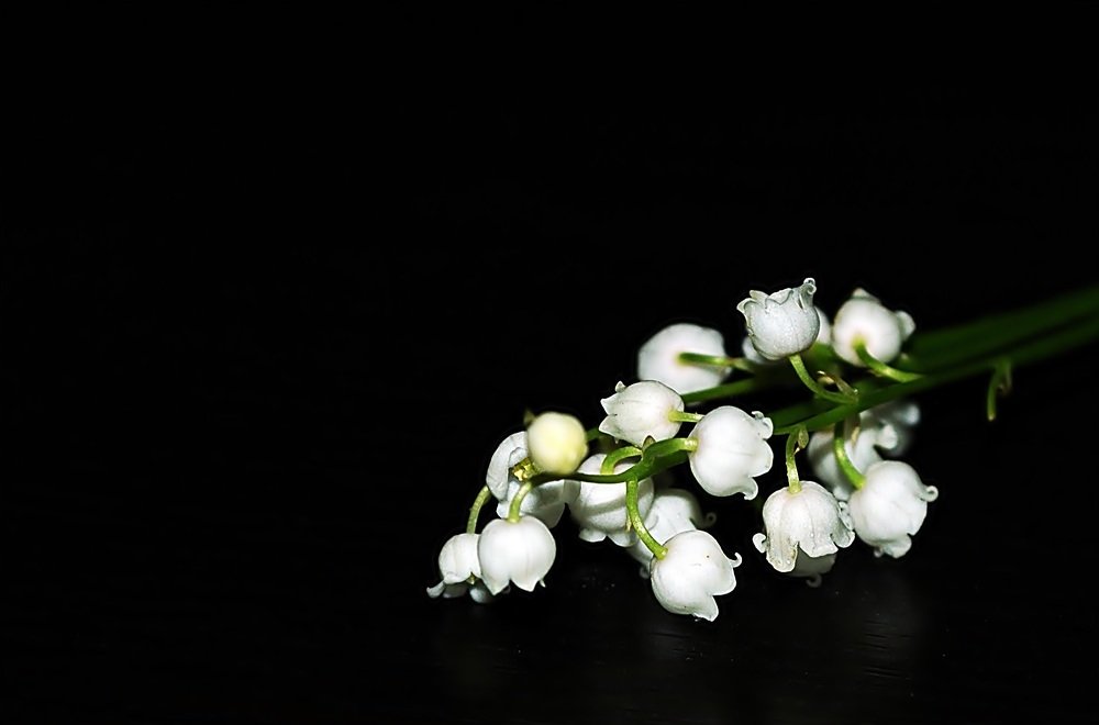 Photograph by Bocse Angela - Codrina