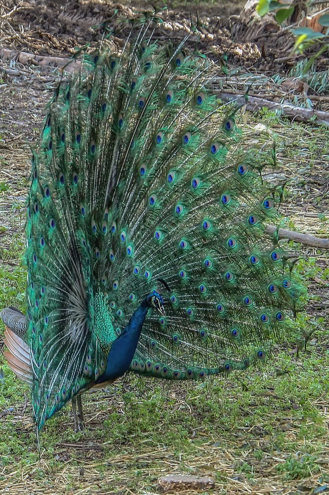 Photograph by Galina Rashap