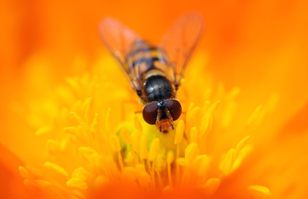 Photograph by Полина Сибряй