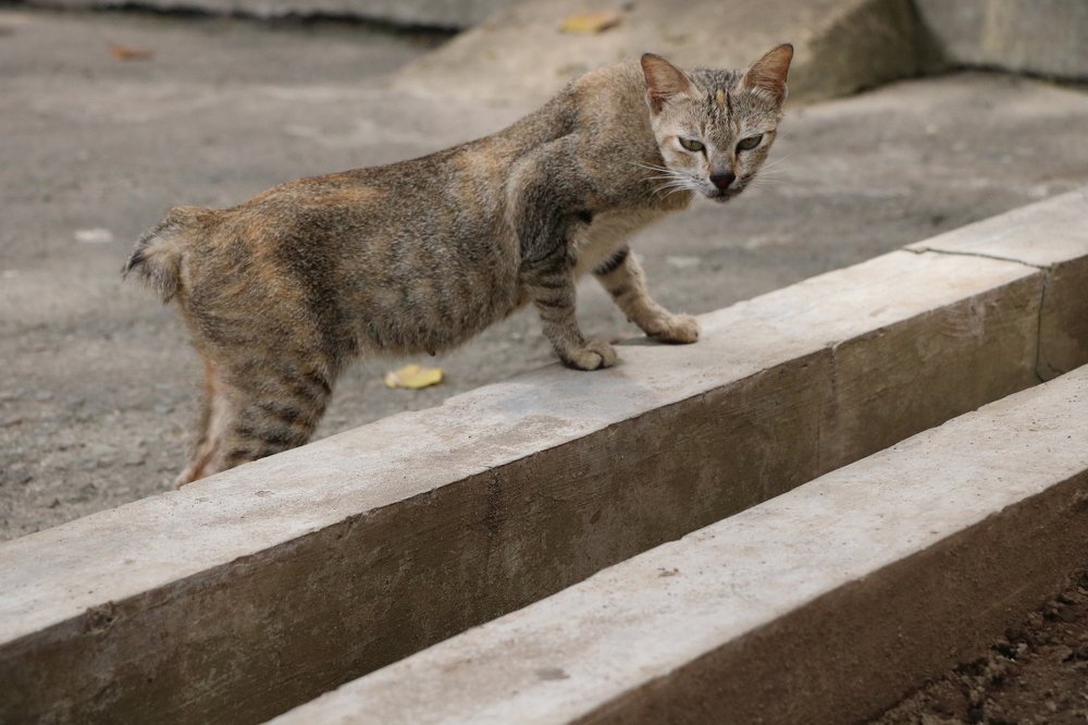 Photograph by Dewi Manurung