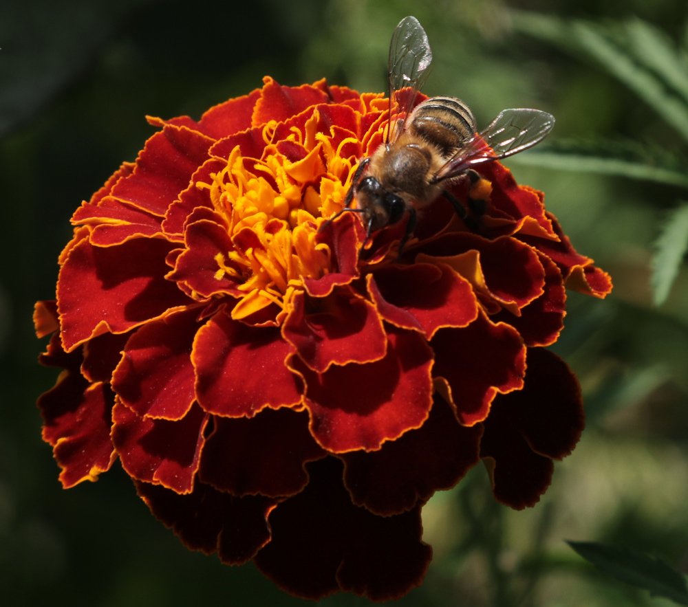 Photograph by Айдын Мехтиев