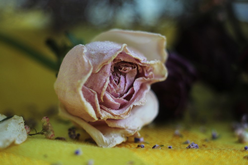 Фотография автора Дарина