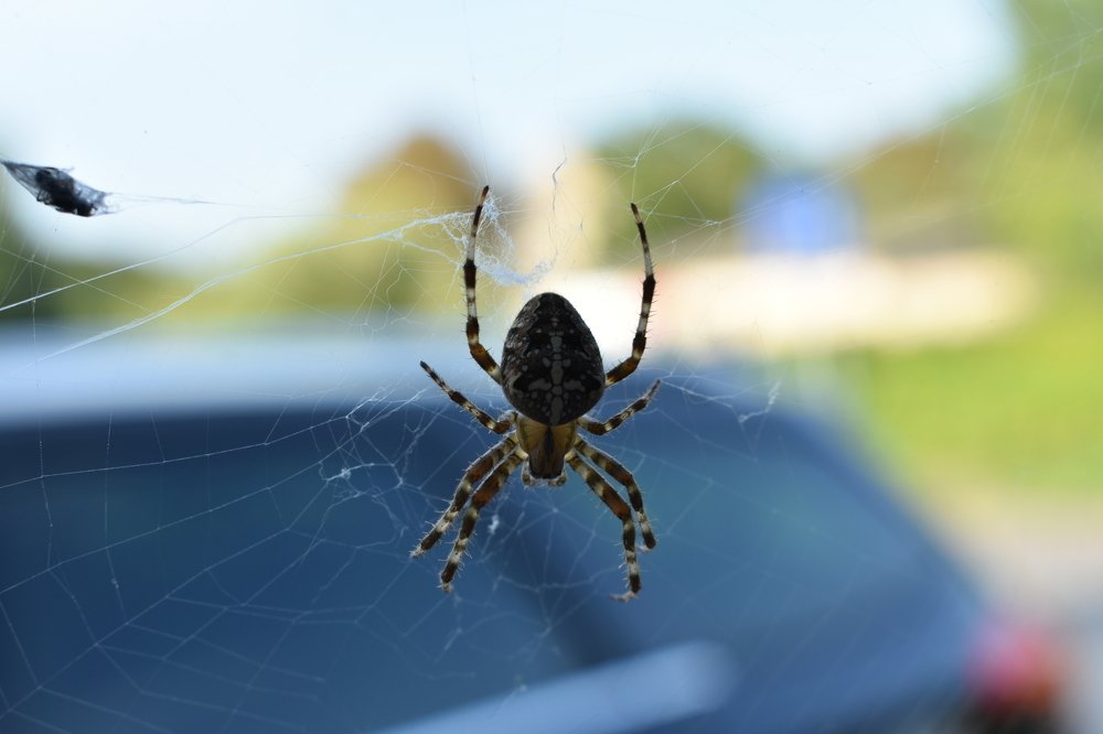 Photograph by Janusz Osika