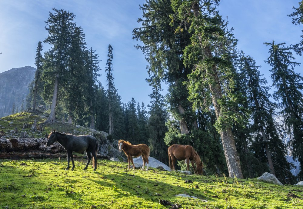 Photograph by maqsood123