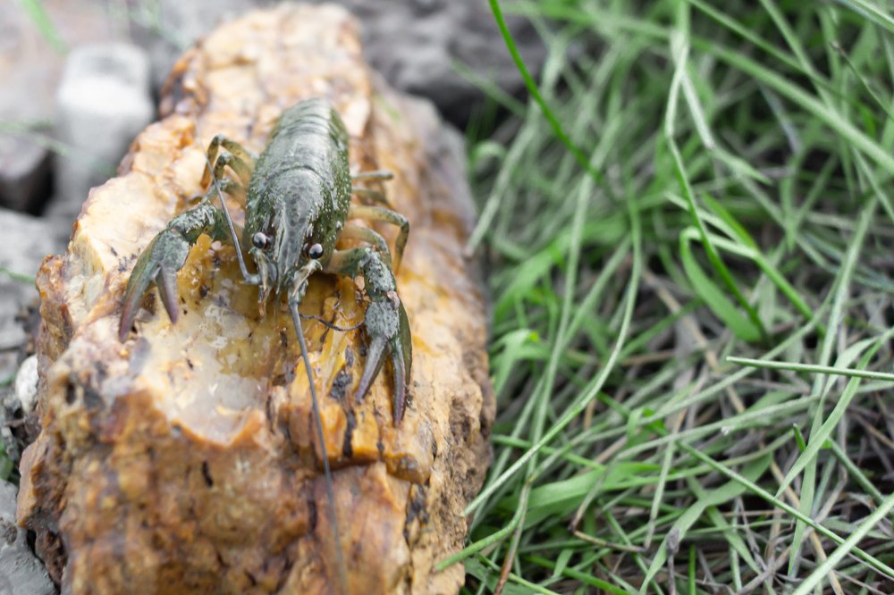 Рак Степан, греемся