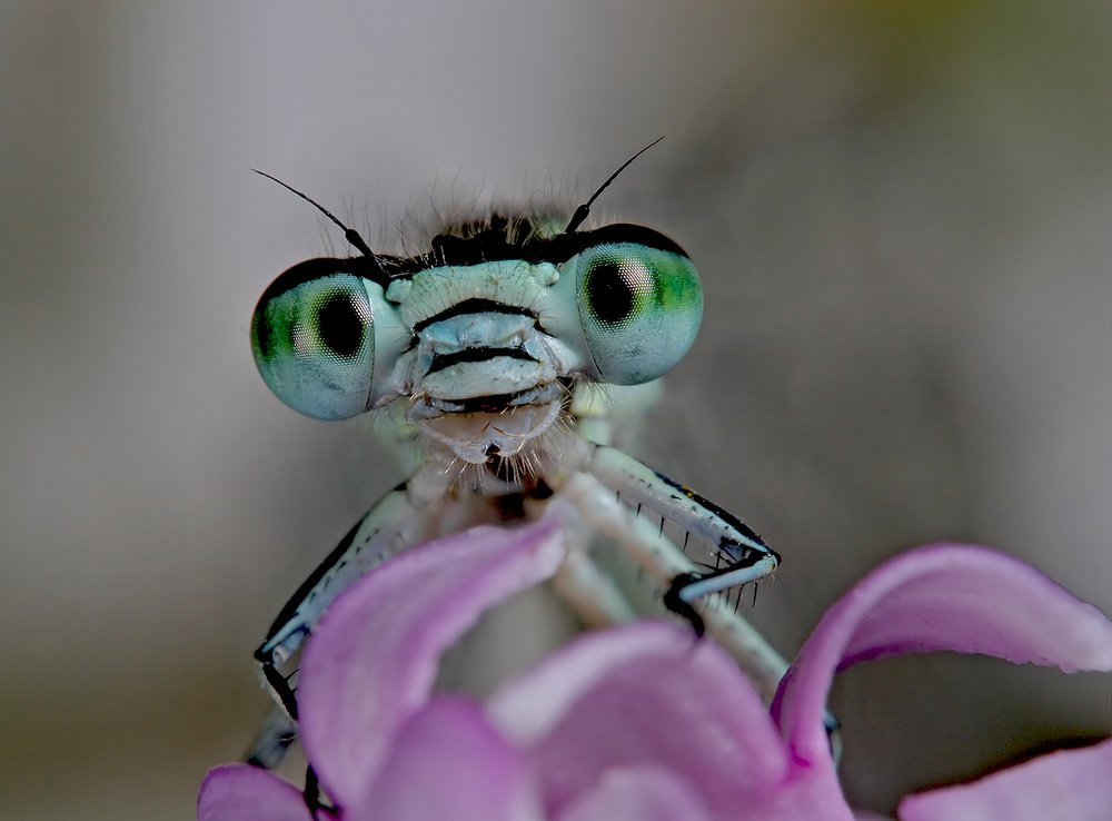 Короткое замыкание