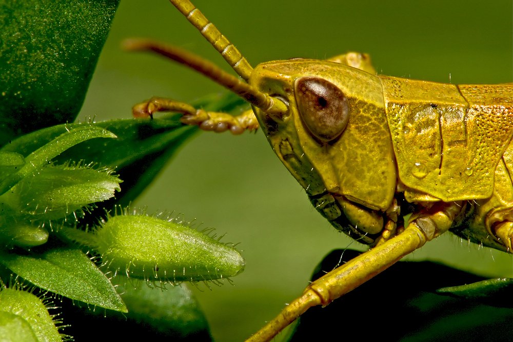 Маленький желтый отщепенец