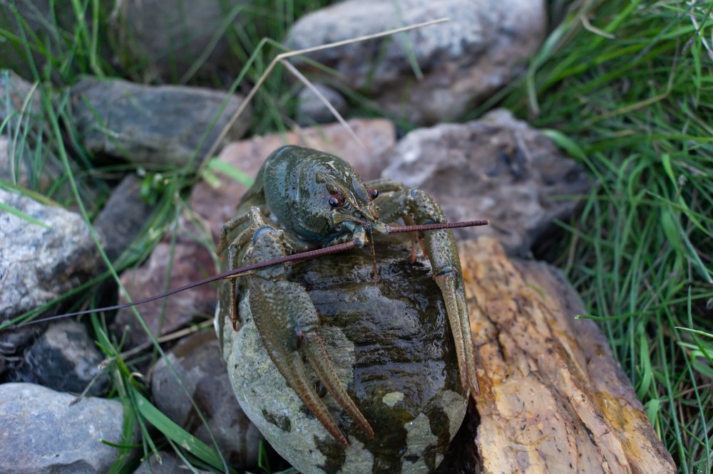 Друг Степана