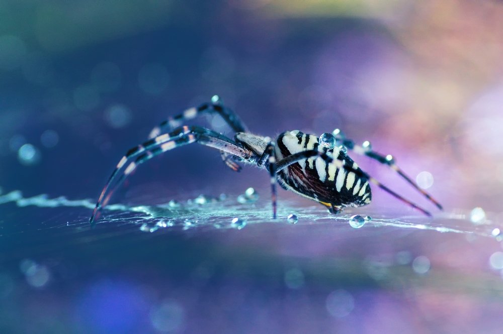 Photograph by Norbert Garaj