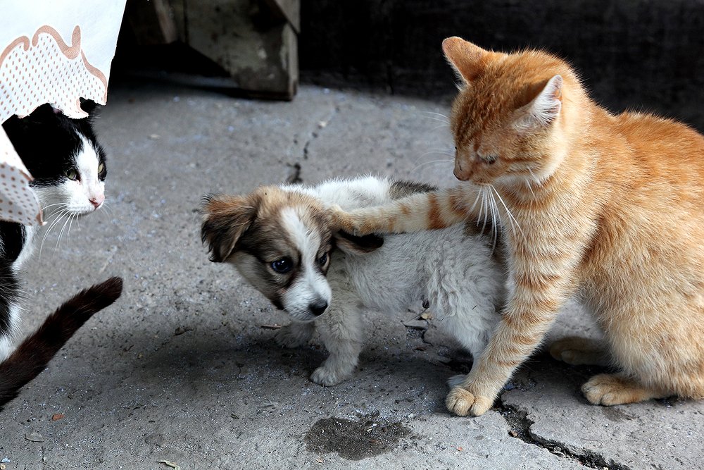 Ты опять без подгузника?