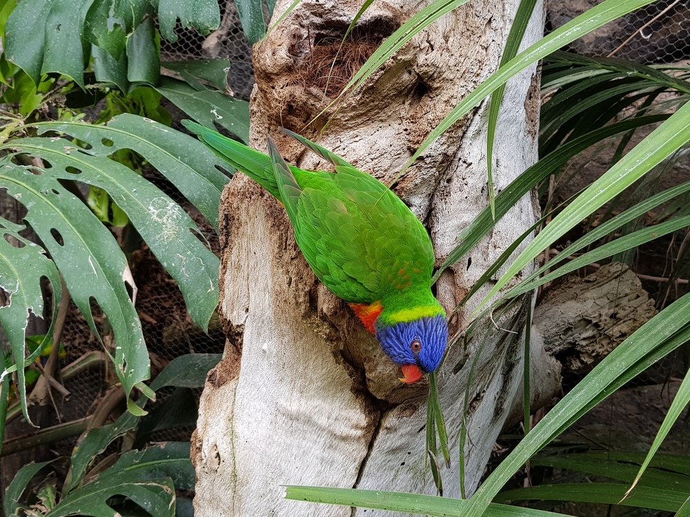 Ещё какой зелёный!