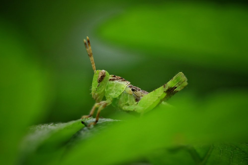 Photograph by  VISHNU AV