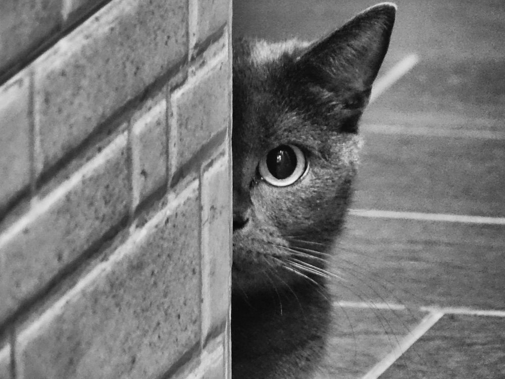 Бонд...Джеймс Бонд...