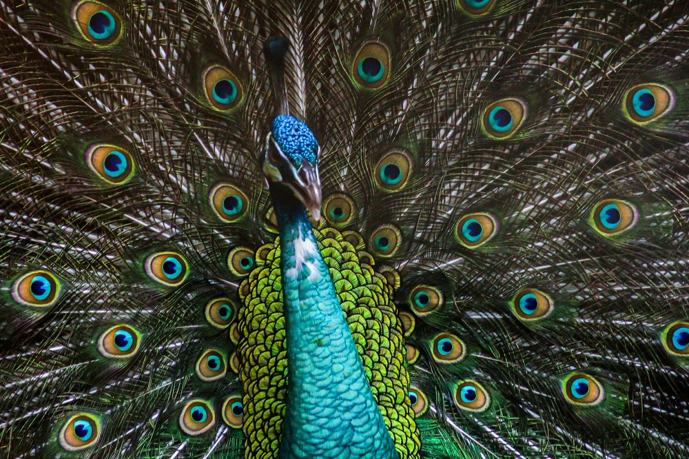 peacock