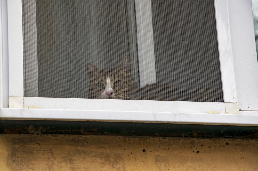 Наблюдатель