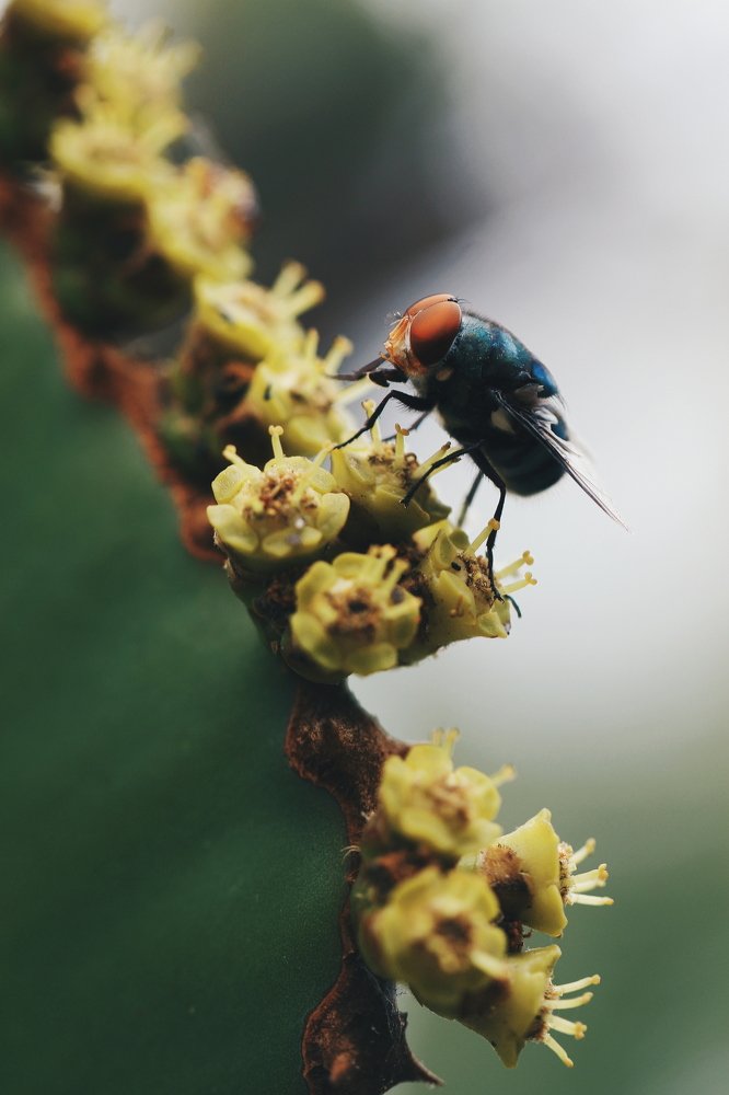 Photograph by Jesse Obbes