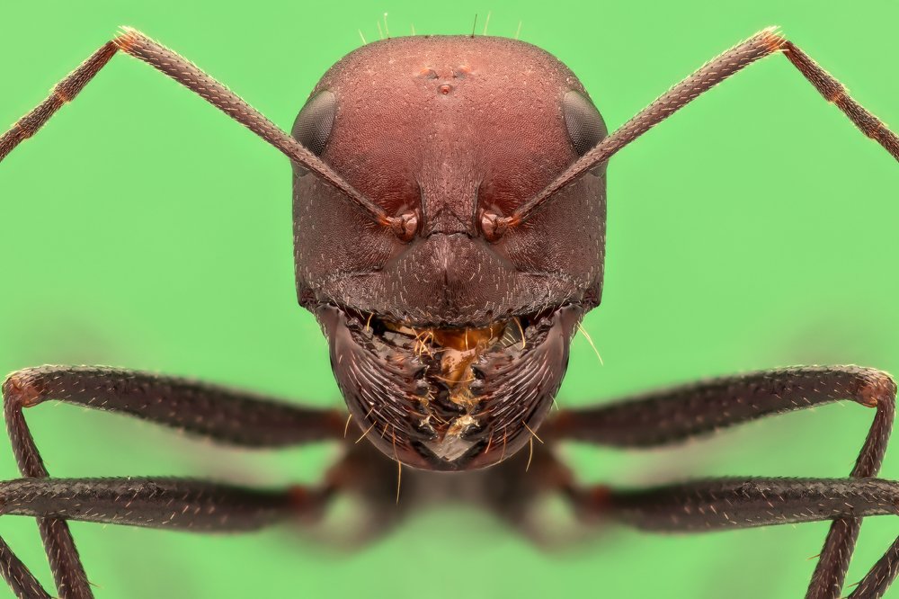 Photograph by Soheil Shahbazi