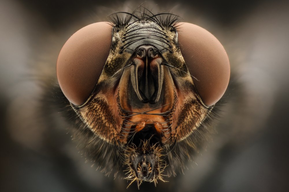 Photograph by Soheil Shahbazi