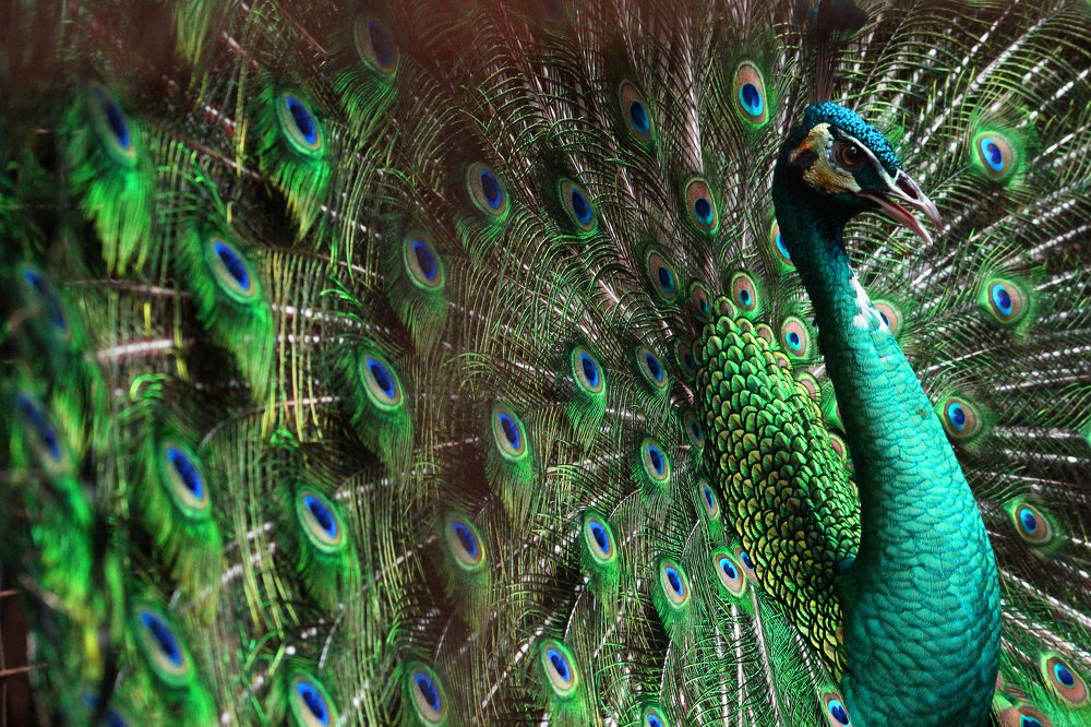 peacock