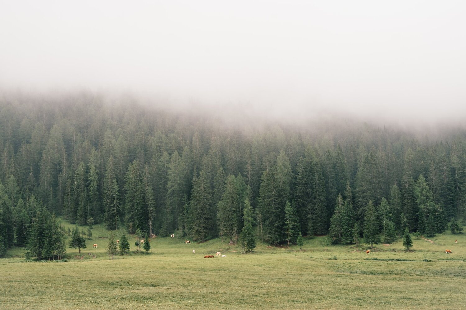 Photo #3559007