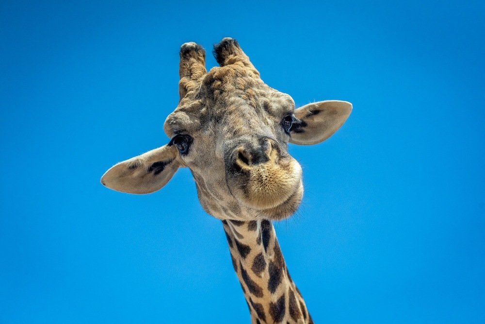 Привет, жираф!