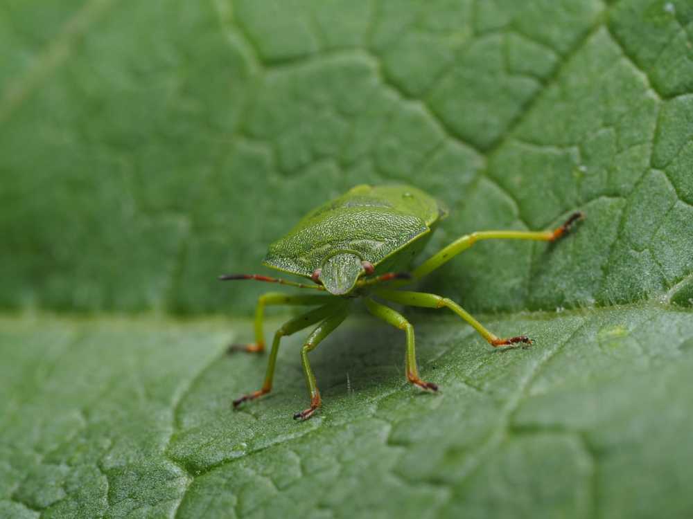 Зелёный клоп