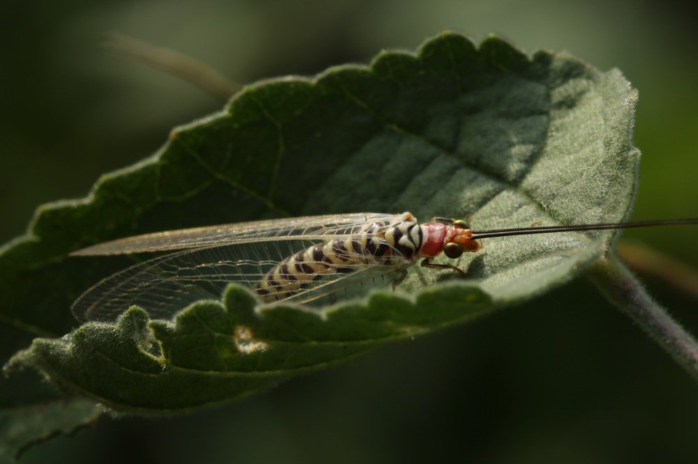 Photograph by Ng Lai Choon