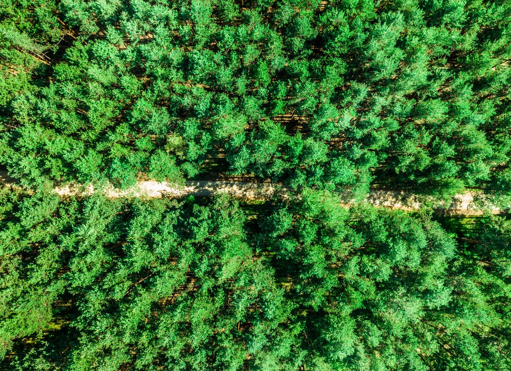 Road in the forest...