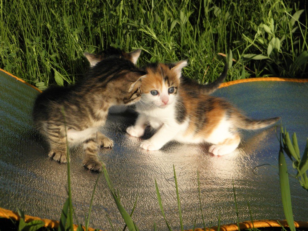 Photo #3559212