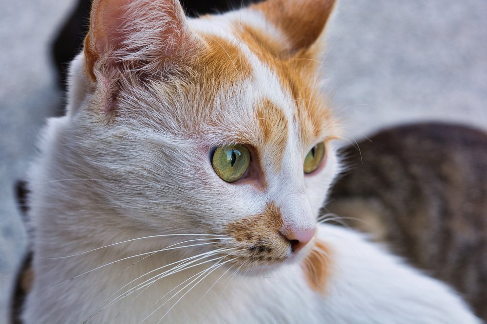 Female stray cat called Mika