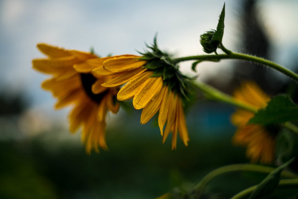 Photograph by Наталья Лещинская