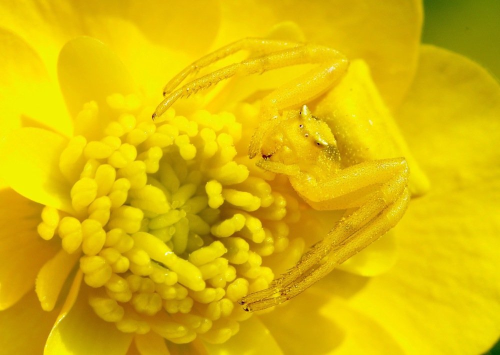 Photograph by Maurizio